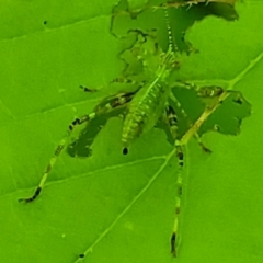 Caedicia simplex at Lyneham, ACT - 20 Oct 2023