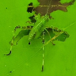 Caedicia simplex at Lyneham, ACT - 20 Oct 2023 08:22 AM