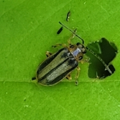 Xanthogaleruca luteola (Elm leaf beetle) at Sullivans Creek, Lyneham South - 20 Oct 2023 by trevorpreston