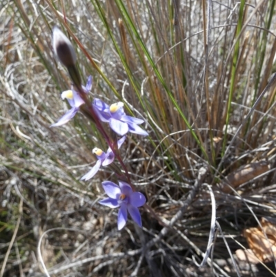 Thelymitra sp. (A Sun Orchid) at Boro - 18 Oct 2023 by Paul4K