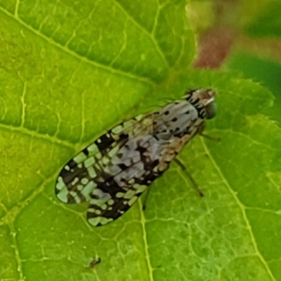 Austrotephritis poenia (Australian Fruit Fly) at Sullivans Creek, Lyneham South - 20 Oct 2023 by trevorpreston