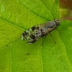 Austrotephritis poenia at Lyneham, ACT - 20 Oct 2023