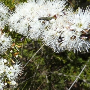 Cleridae sp. (family) at Borough, NSW - suppressed