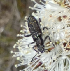 Cleridae sp. (family) at Borough, NSW - 19 Oct 2023