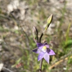 Thelymitra peniculata (Blue Star Sun-orchid) at Tuggeranong, ACT - 19 Oct 2023 by Shazw