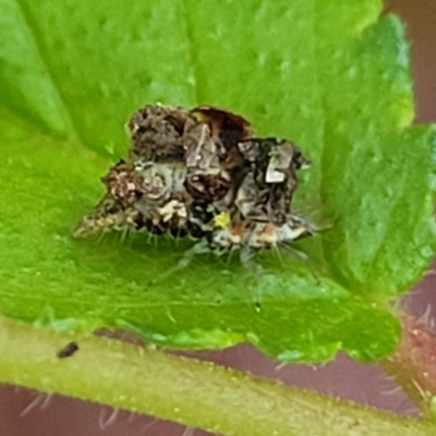 Chrysopidae (family) (Unidentified Green lacewing) at Lyneham, ACT - 19 Oct 2023 by trevorpreston