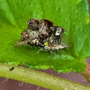 Chrysopidae (family) at Lyneham, ACT - 20 Oct 2023