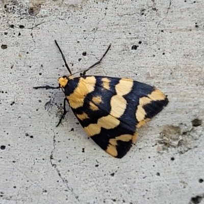Termessa zonophanes (Double Yellow-patched Footman) at Sullivans Creek, Lyneham South - 20 Oct 2023 by trevorpreston