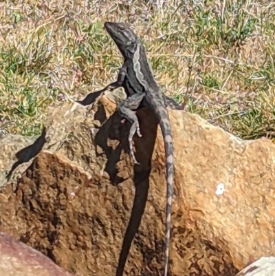 Amphibolurus muricatus at Sutton, NSW - 19 Oct 2023 by Talie