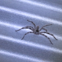Unidentified Spider (Araneae) at Cunnamulla, QLD - 8 Oct 2023 by Christine