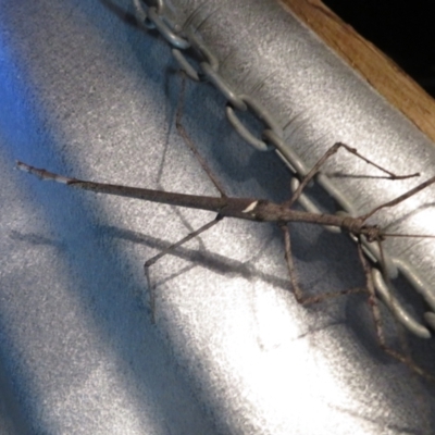 Unverified Stick insect (Phasmatodea) at Cunnamulla, QLD - 8 Oct 2023 by Christine