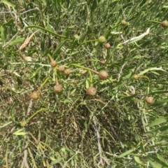 Unidentified Plant at Cunnamulla, QLD - 8 Oct 2023 by Christine