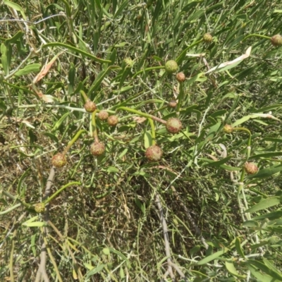Capparis loranthifolia var. loranthifolia (Narrow-leafed Bumble Tree) at Cunnamulla, QLD - 9 Oct 2023 by Christine