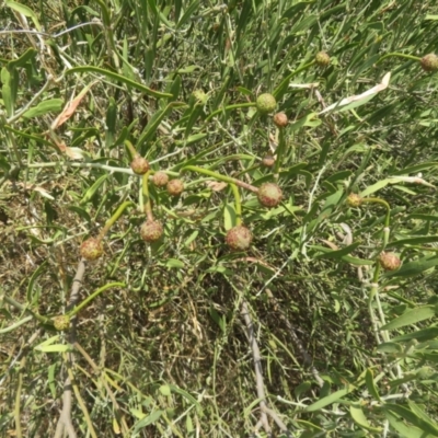 Unidentified Plant at Cunnamulla, QLD - 8 Oct 2023 by Christine