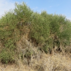 Capparis loranthifolia var. loranthifolia at Cunnamulla, QLD - 9 Oct 2023 10:20 AM