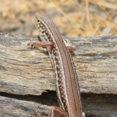 Unidentified Skink at Cunnamulla, QLD - 10 Oct 2023 by Christine