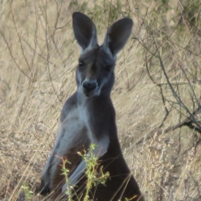 Osphranter rufus (Red Kangaroo) at Cunnamulla, QLD - 10 Oct 2023 by Christine