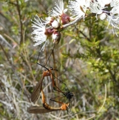 Harpobittacus australis (Hangingfly) at Boro - 18 Oct 2023 by Paul4K
