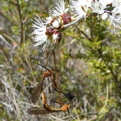 Harpobittacus australis (Hangingfly) at Boro - 18 Oct 2023 by Paul4K