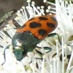 Castiarina octomaculata (A jewel beetle) at Borough, NSW - 18 Oct 2023 by Paul4K