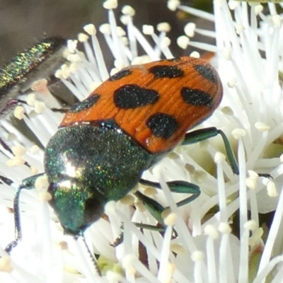 Castiarina octomaculata (A jewel beetle) at Boro - 18 Oct 2023 by Paul4K