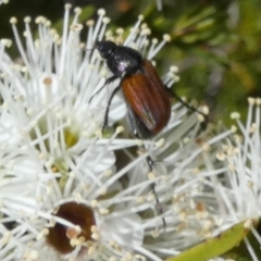 Phyllotocus rufipennis (Nectar scarab) at Borough, NSW - 19 Oct 2023 by Paul4K