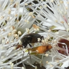 Neocistela ovalis (Comb-clawed beetle) at Boro - 18 Oct 2023 by Paul4K