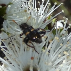 Cleridae sp. (family) (Checkered beetle) at Borough, NSW - 18 Oct 2023 by Paul4K