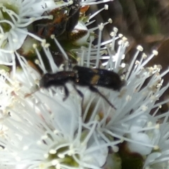 Cleridae sp. (family) at Borough, NSW - 19 Oct 2023