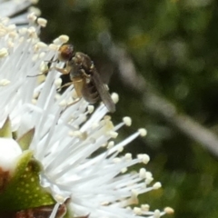 Lauxaniidae (family) at Borough, NSW - 18 Oct 2023 by Paul4K