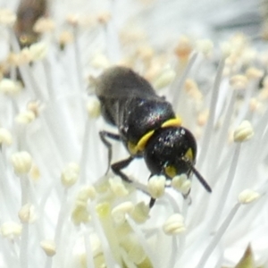 Hylaeus (Gnathoprosopis) amiculiformis at Borough, NSW - suppressed