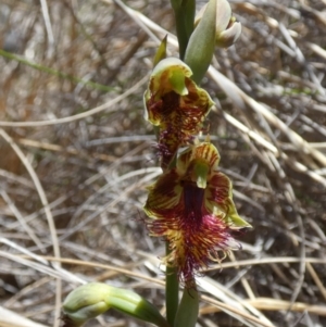 Calochilus campestris at Borough, NSW - 19 Oct 2023