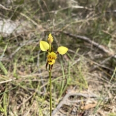 Diuris sulphurea (Tiger Orchid) at Kambah, ACT - 20 Oct 2023 by Shazw