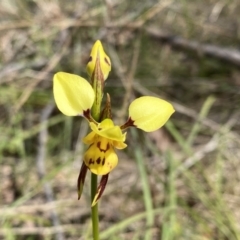 Diuris sulphurea at Kambah, ACT - suppressed