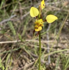 Diuris sulphurea at Kambah, ACT - suppressed