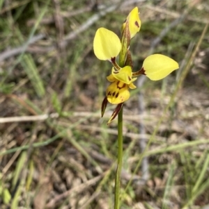 Diuris sulphurea at Kambah, ACT - suppressed