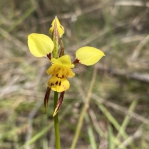 Diuris sulphurea at Kambah, ACT - suppressed