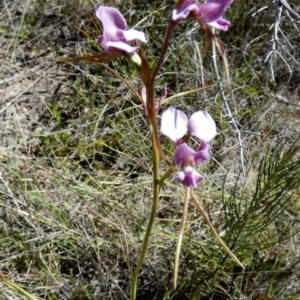 Diuris punctata var. punctata at suppressed - 19 Oct 2023