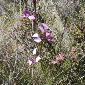 Diuris punctata var. punctata at suppressed - 19 Oct 2023