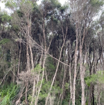 Melaleuca ericifolia (Swamp Paperbark) at Vincentia, NSW - 3 Oct 2023 by Tapirlord