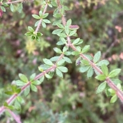 Bauera rubioides (Wiry Bauera) at Vincentia, NSW - 4 Oct 2023 by Tapirlord