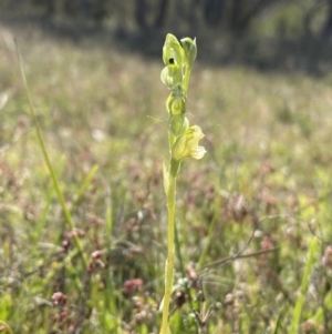 Hymenochilus bicolor at Tuggeranong, ACT - 20 Oct 2023