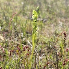 Hymenochilus bicolor at Tuggeranong, ACT - 20 Oct 2023