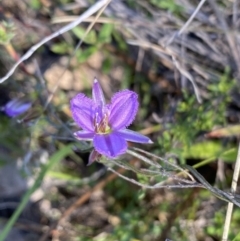 Thysanotus patersonii at Tuggeranong, ACT - 20 Oct 2023