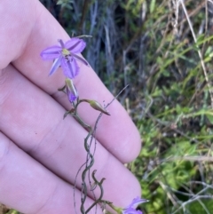 Thysanotus patersonii at Tuggeranong, ACT - 20 Oct 2023