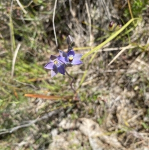 Thelymitra peniculata at Tuggeranong, ACT - suppressed