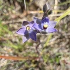 Thelymitra peniculata at Tuggeranong, ACT - suppressed