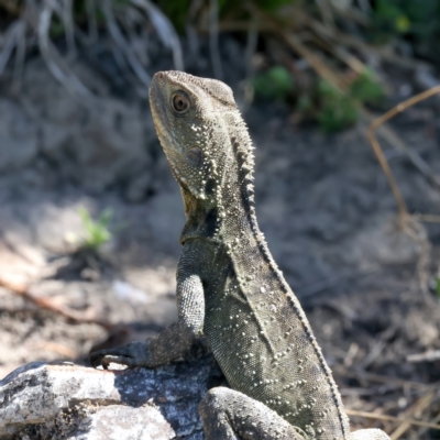 Unidentified Dragon at Burra, NSW - 18 Oct 2023 by jb2602