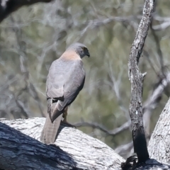 Accipiter fasciatus (Brown Goshawk) at Googong Foreshore - 18 Oct 2023 by jb2602