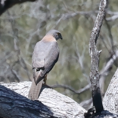 Accipiter fasciatus (Brown Goshawk) at Yarrow, NSW - 18 Oct 2023 by jb2602